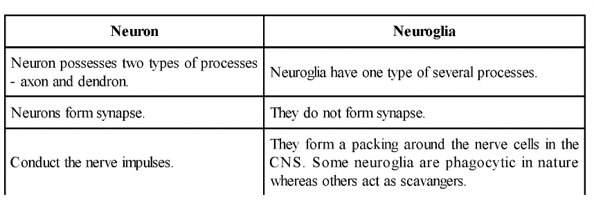 Nervous Tissue